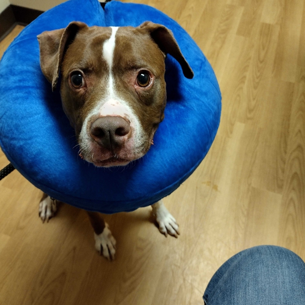 1pc Inflatable Animal Collar - Picture 3 of 6